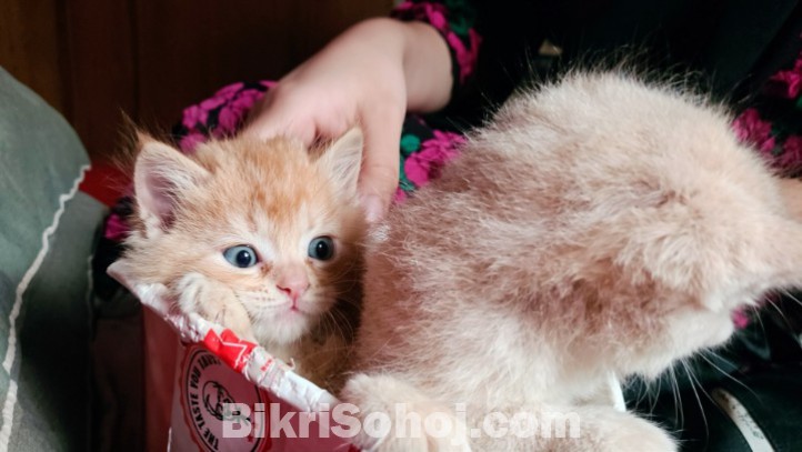 100% mix breed ginger kitten